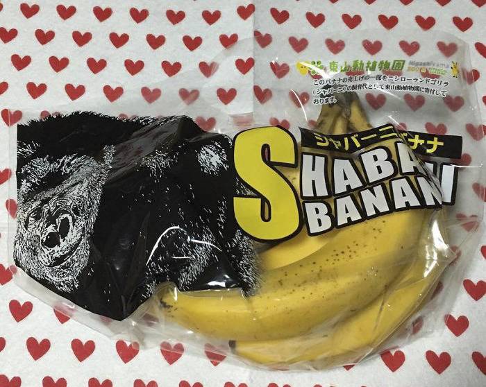 일본에서 모델까지 했던 잘생긴 고릴라 | 인스티즈