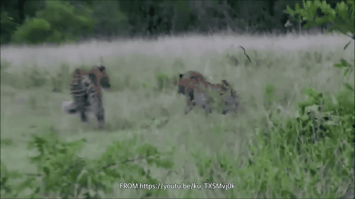성질 더럽기로는 원탑이라는 고양이과 맹수 | 인스티즈
