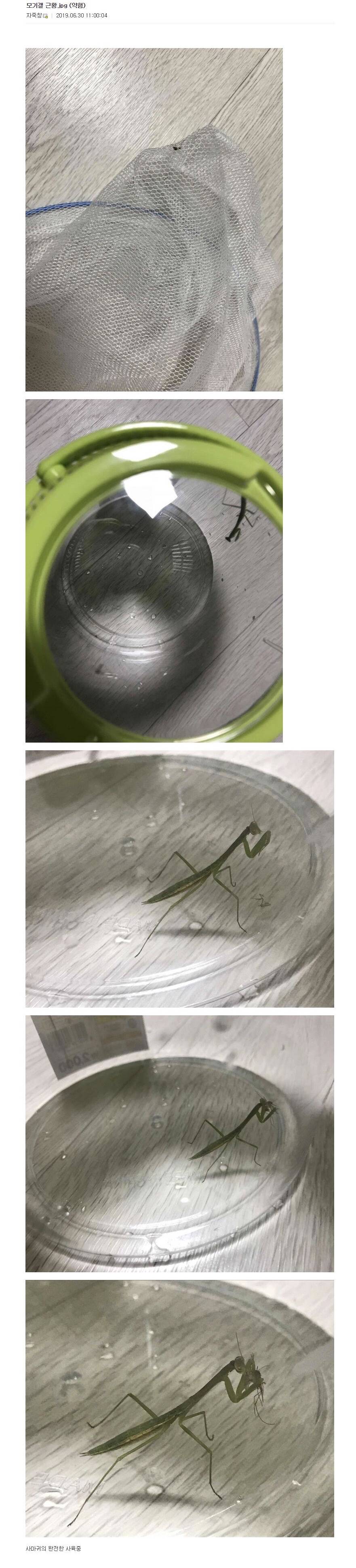 디시 기갤러리의 고문 기술자들.gif (혐오주의) | 인스티즈