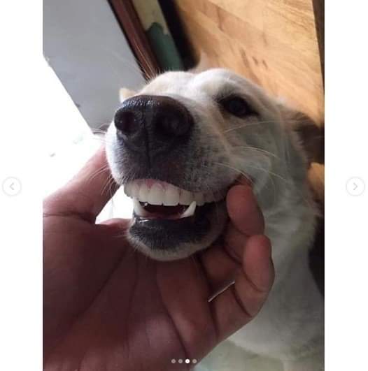 할아버지 틀니 훔친 댕댕이 .jpg | 인스티즈