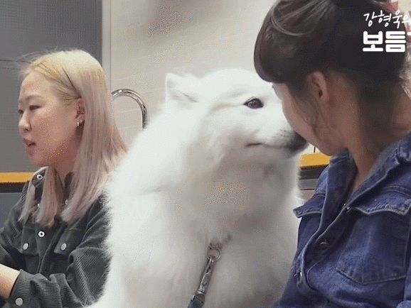 웹툰 극한견주의 주인공인 사모예드 솜이.gif | 인스티즈