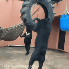 구조되어 청주동물원으로 옮겨진 곰돌이들 | 인스티즈