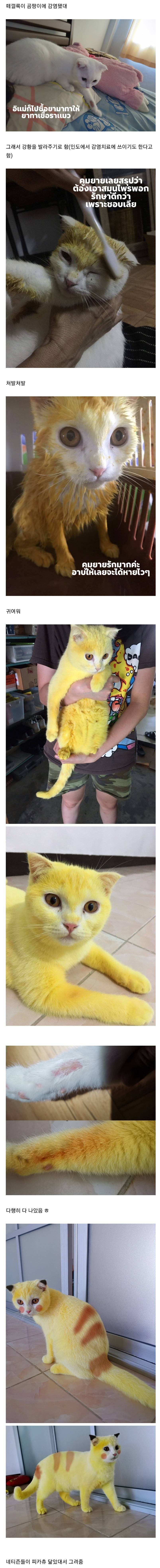 곰팡이에 감염된 고양이 .jpg | 인스티즈