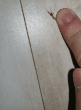 디시 기갤러리의 고문 기술자들.gif (혐오주의) | 인스티즈