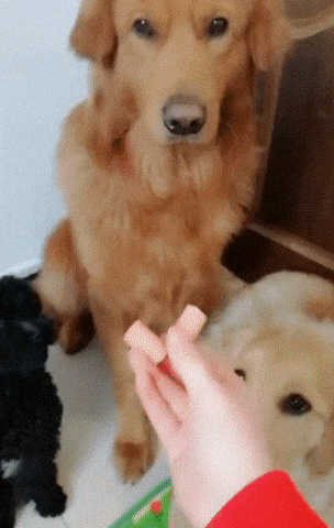 양보하는 리트리버 | 인스티즈