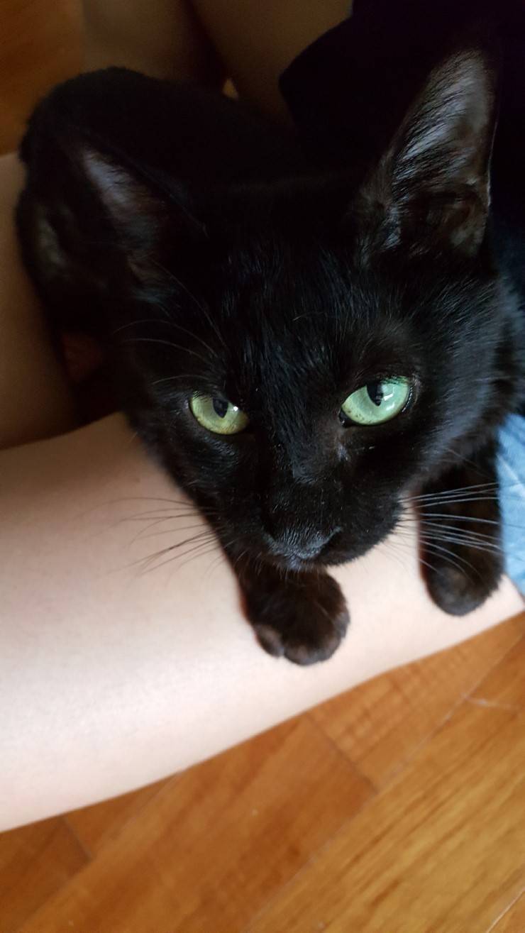 마산 애니멀 호더에게서 구조한 50여마리의 고양이들에게 손길을 내밀어주세요! 곧 쉼터가 폐쇄되어 아이들이 갈 곳이 없습니다 | 인스티즈