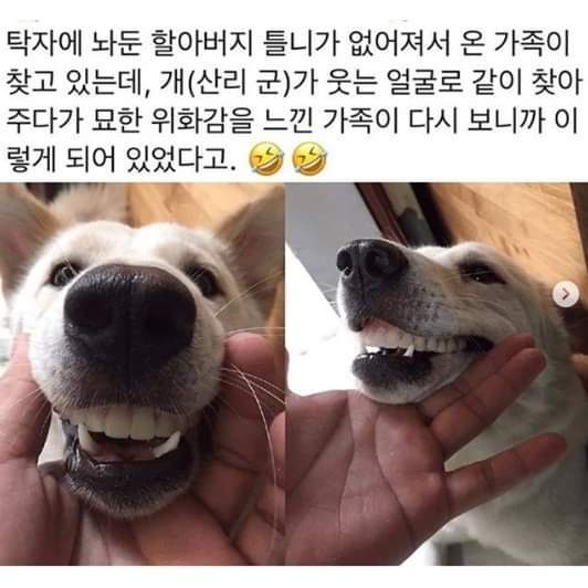 할아버지 틀니 훔친 댕댕이 .jpg | 인스티즈