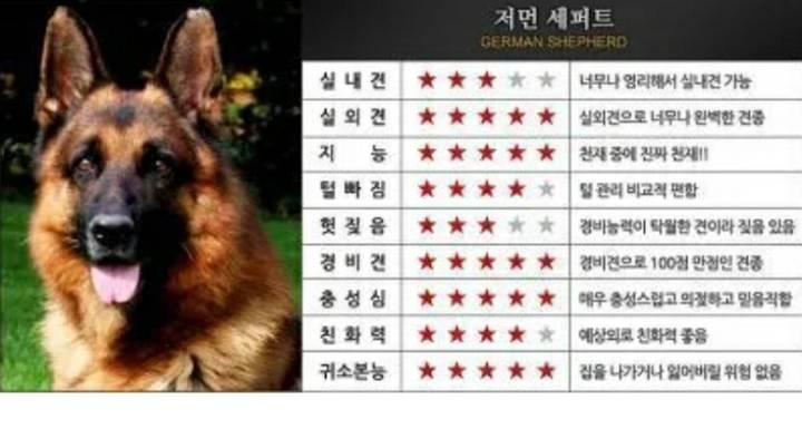 대형견들의 장단점.JPG | 인스티즈