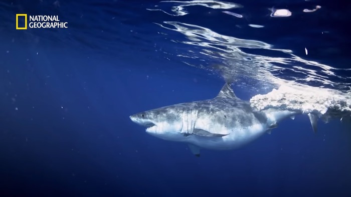 고래 먹방하던 상어들이 갑자기 사라진이유.jpggif | 인스티즈