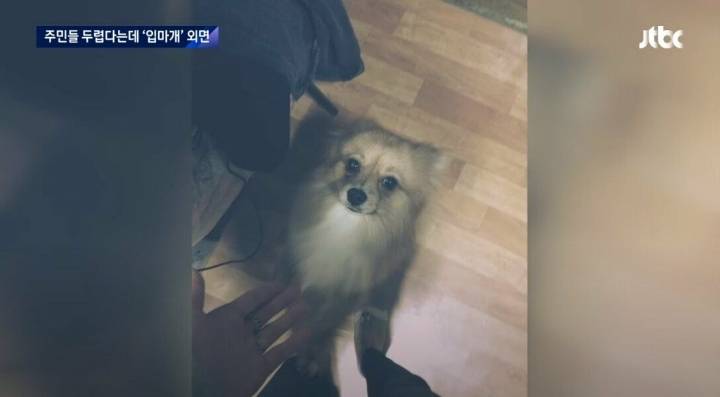 조그만 개가 깽깽 짖으니 우리 개가 스트레스 받은 거고 사람은 안 물어요 | 인스티즈