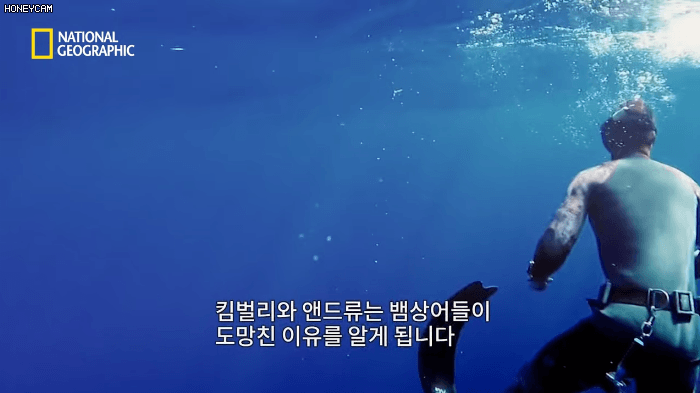 고래 먹방하던 상어들이 갑자기 사라진이유.jpggif | 인스티즈