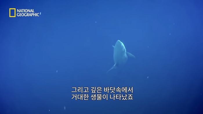 고래 먹방하던 상어들이 갑자기 사라진이유.jpggif | 인스티즈
