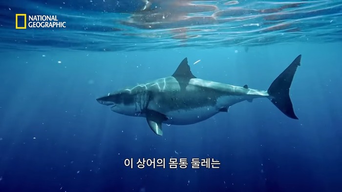고래 먹방하던 상어들이 갑자기 사라진이유.jpggif | 인스티즈