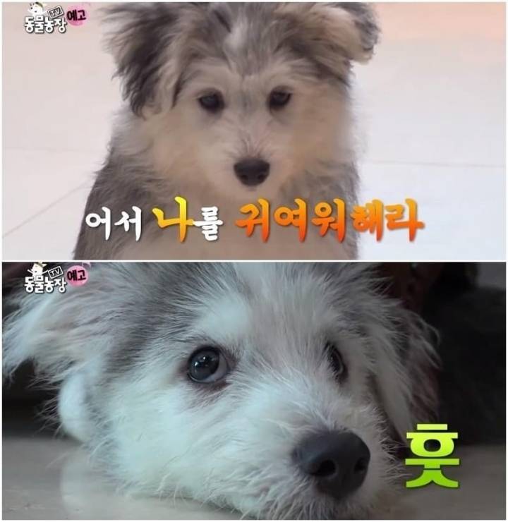 작은 고추가 맵다.jpg | 인스티즈