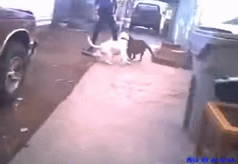 미국경찰이 개가 달려들때 대처하는 방법 | 인스티즈