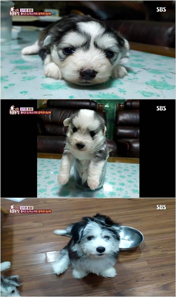 작은 고추가 맵다.jpg | 인스티즈