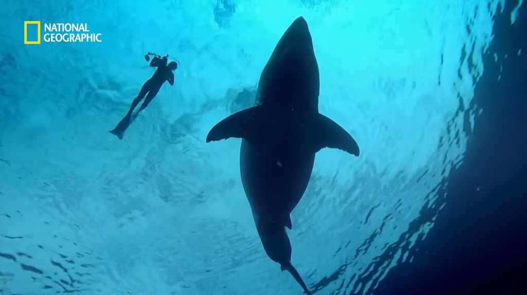 고래 먹방하던 상어들이 갑자기 사라진이유.jpggif | 인스티즈