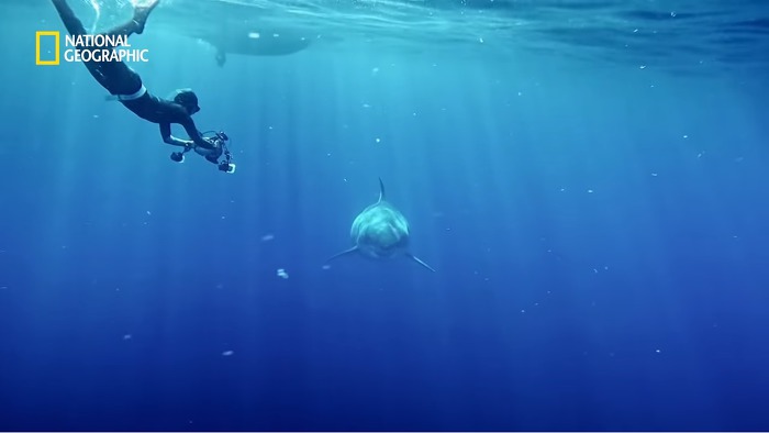 고래 먹방하던 상어들이 갑자기 사라진이유.jpggif | 인스티즈