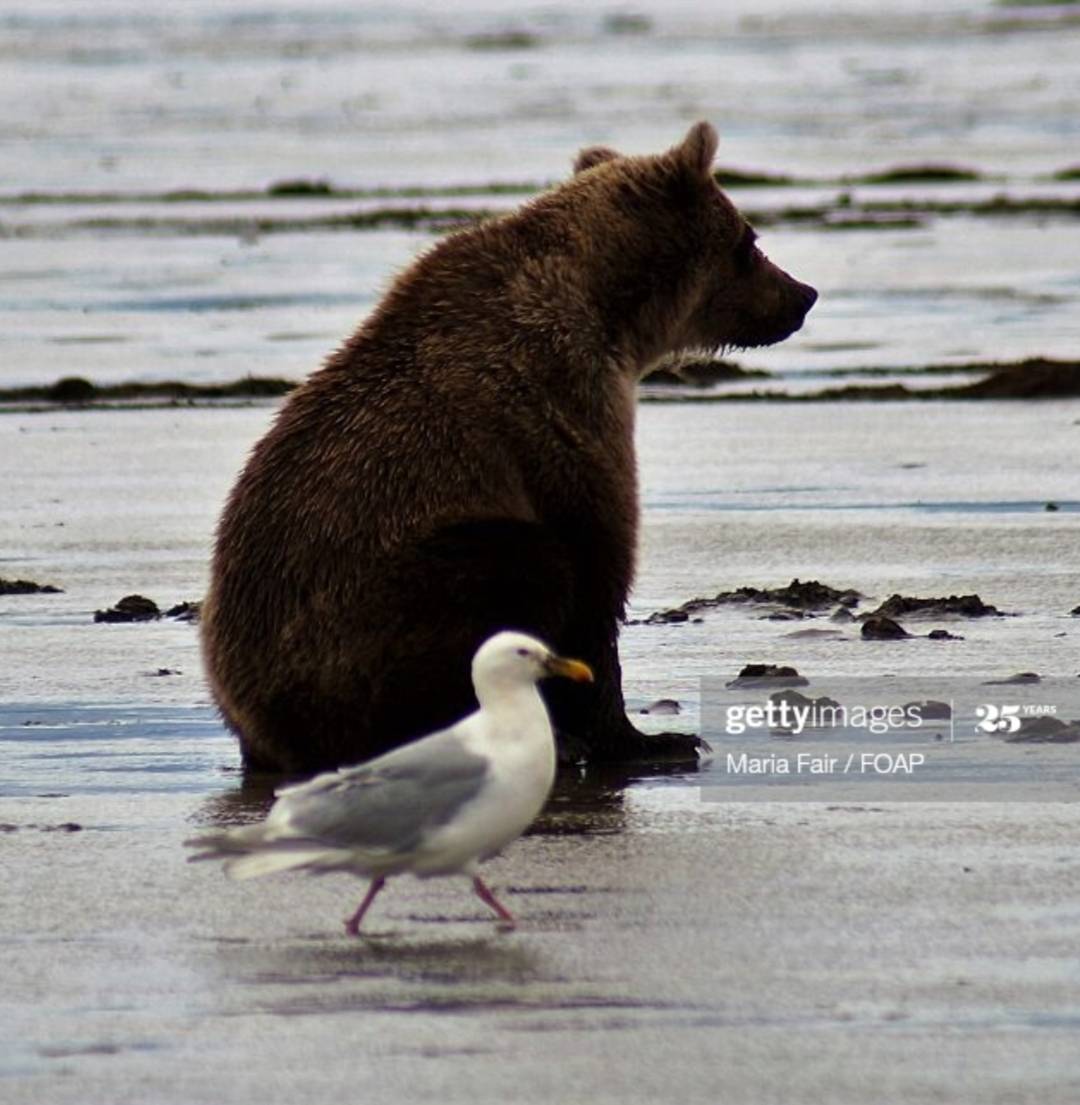 곰 주위에 새가 많은 이유 | 인스티즈