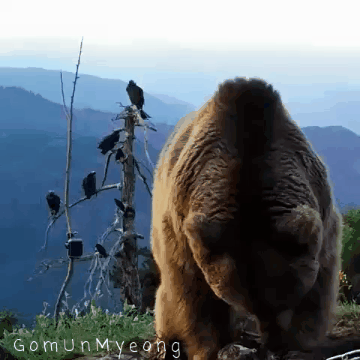 곰 주위에 새가 많은 이유 | 인스티즈