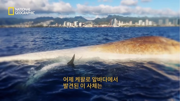 고래 먹방하던 상어들이 갑자기 사라진이유.jpggif | 인스티즈