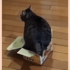 상자에 들어가서 궁둥짝 흔드는 냥 | 인스티즈