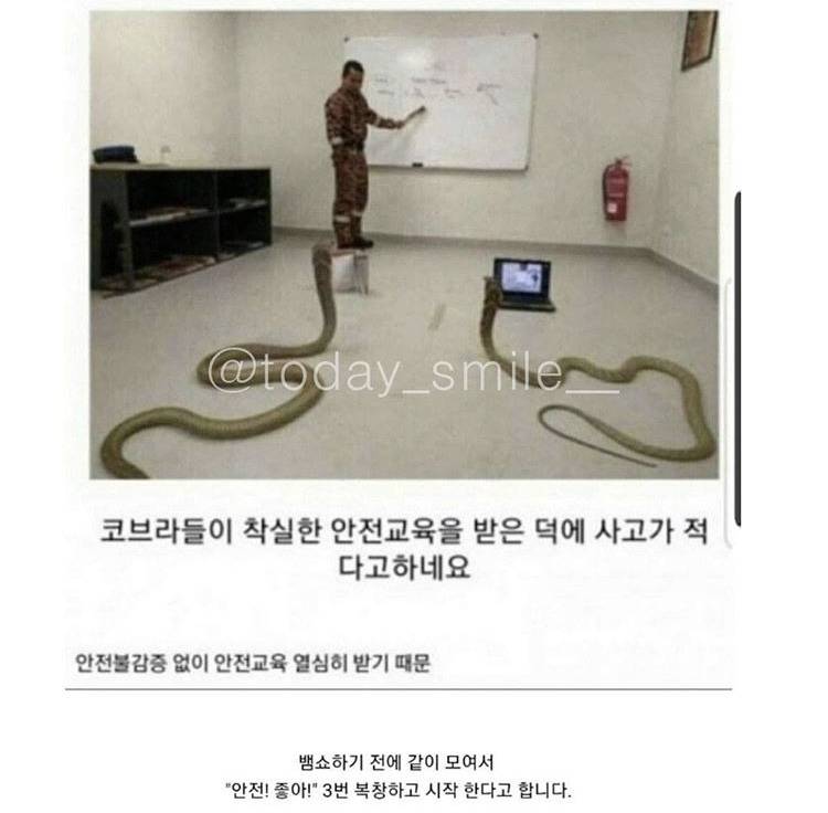 코브라쇼가 사고 없이 가능한 이유.jpg | 인스티즈