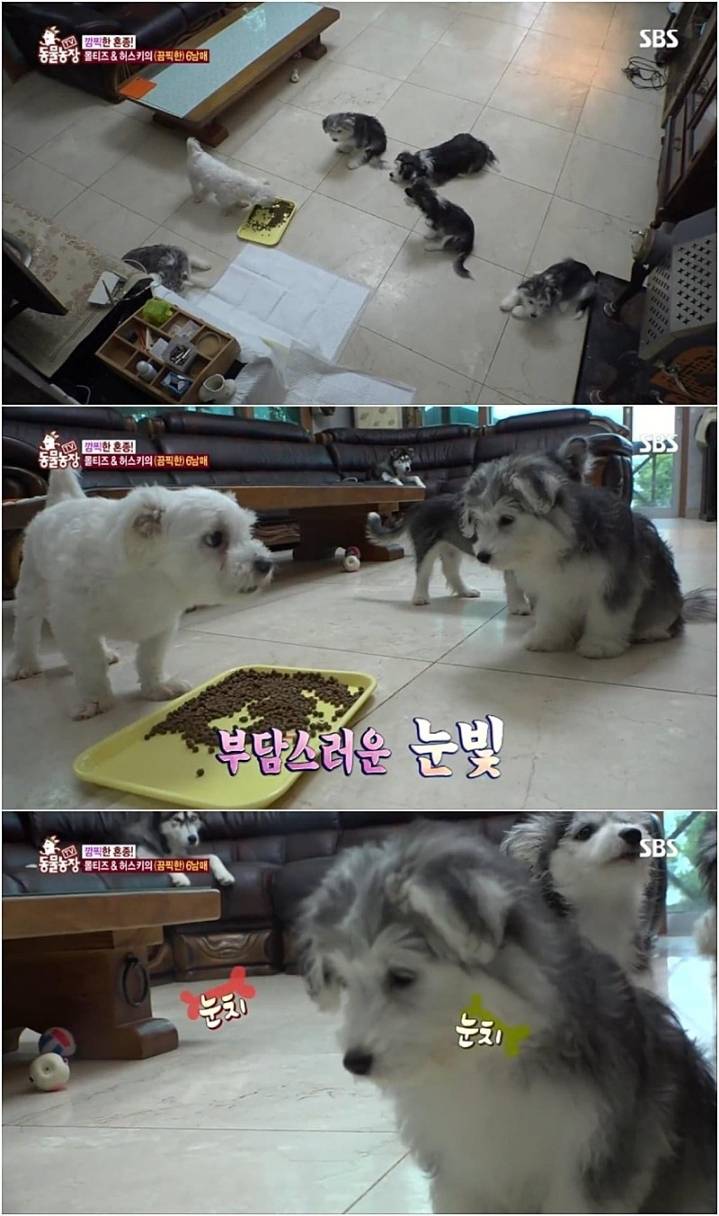 작은 고추가 맵다.jpg | 인스티즈