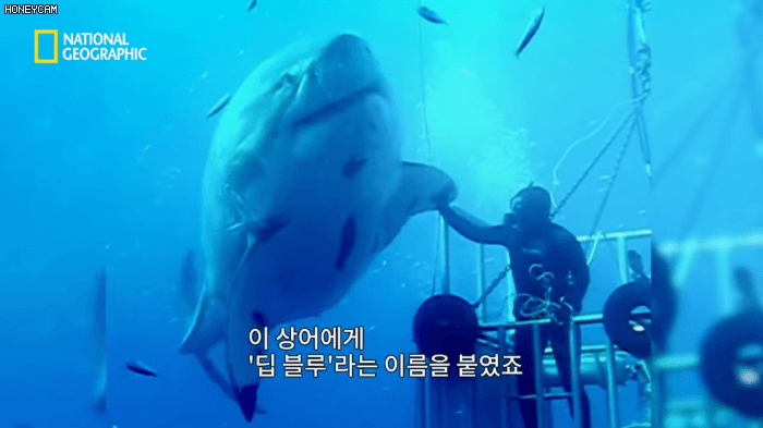 고래 먹방하던 상어들이 갑자기 사라진이유.jpggif | 인스티즈