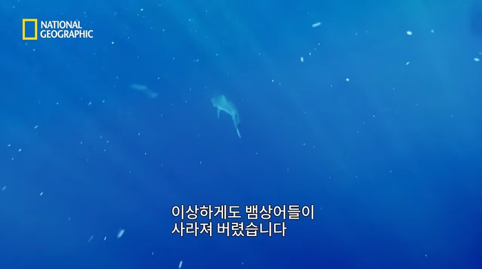 고래 먹방하던 상어들이 갑자기 사라진이유.jpggif | 인스티즈