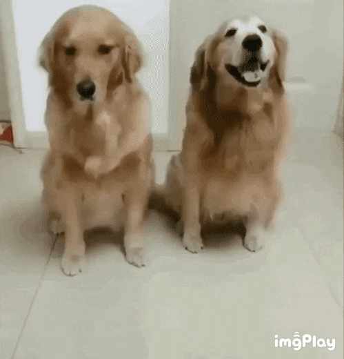 성격이 정반대인 리트리버2마리 | 인스티즈