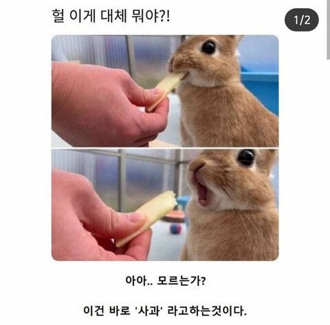 사과를 처음 먹은 토끼 | 인스티즈