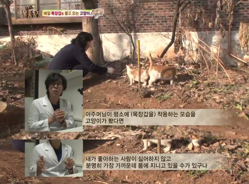 [동물농장] 매일 장갑 물어오는 고양이 (사랑스러움주의/스압주의) | 인스티즈