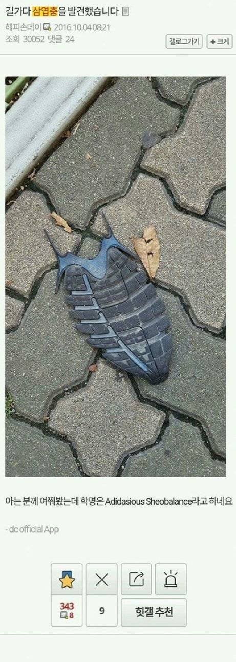 허언증 갤러리 레전드.jpg | 인스티즈