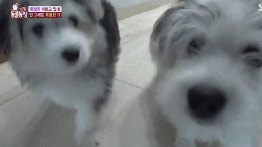 시베리안 허스키 엄마 X 말티즈 아빠 | 인스티즈