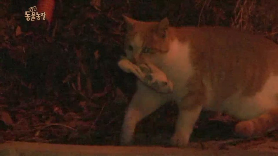 [동물농장] 매일 장갑 물어오는 고양이 (사랑스러움주의/스압주의) | 인스티즈