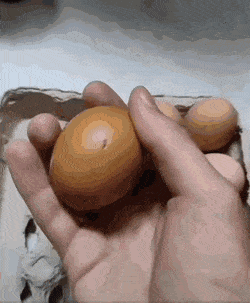 ??: 자기야! 마트에서 산 계란이 부화하려고 해! | 인스티즈