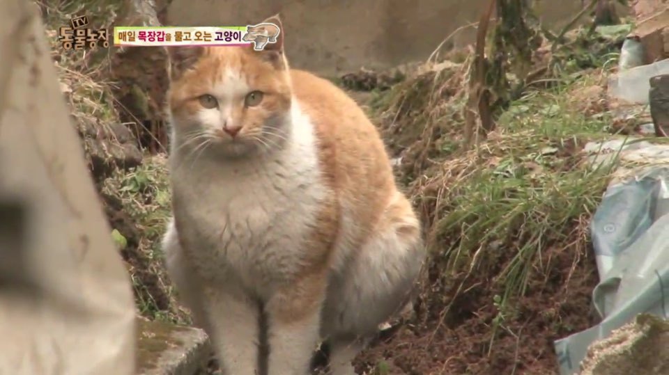 [동물농장] 매일 장갑 물어오는 고양이 (사랑스러움주의/스압주의) | 인스티즈