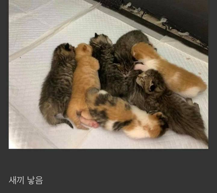직장동료가 임신한 고양이를 데려옴 | 인스티즈