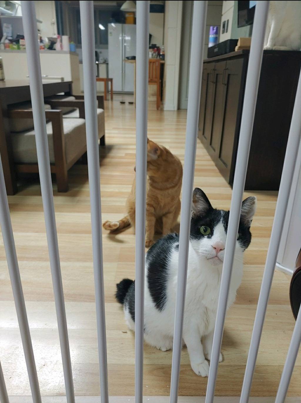 우리 고양이 아이큐가 200 가까이 됩니다 | 인스티즈