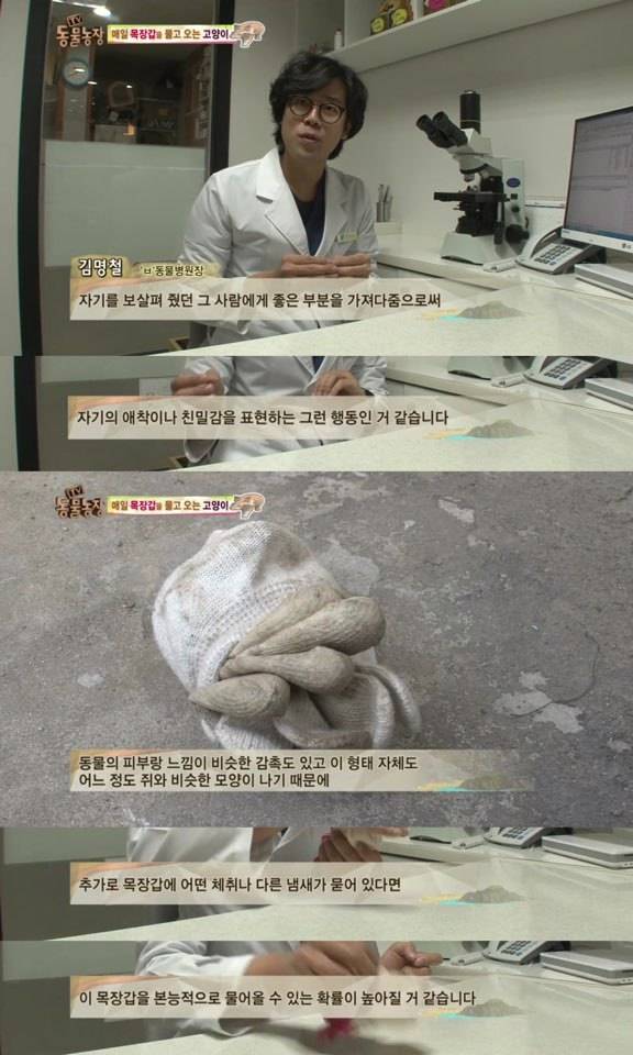 [동물농장] 매일 장갑 물어오는 고양이 (사랑스러움주의/스압주의) | 인스티즈