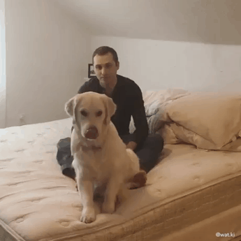 리트리버의 애교 | 인스티즈