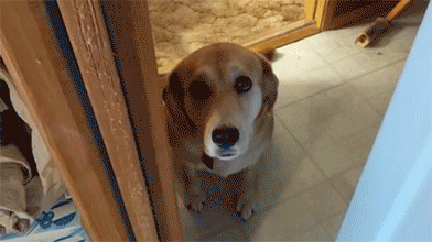 출근할 때 댕댕이 vs 냥이 | 인스티즈