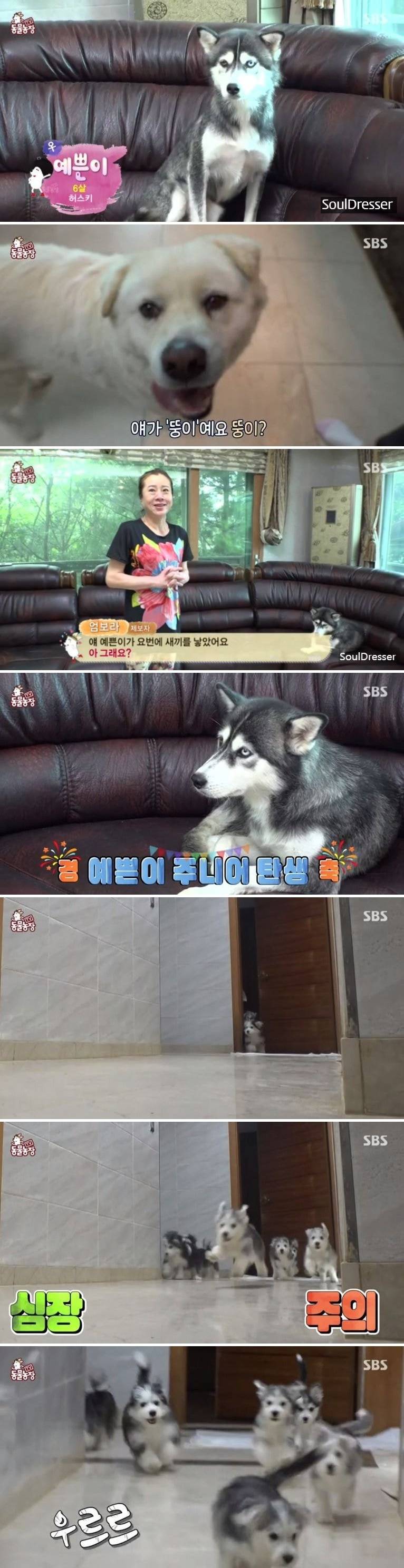 시베리안 허스키 엄마 X 말티즈 아빠 | 인스티즈