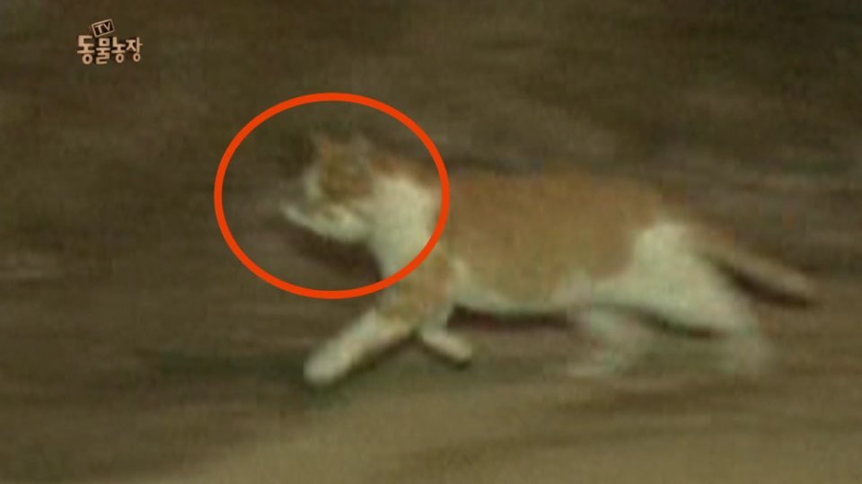 [동물농장] 매일 장갑 물어오는 고양이 (사랑스러움주의/스압주의) | 인스티즈