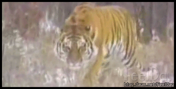 사자, 갓랑이 vs 투견 | 인스티즈