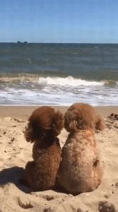 한가로운 바다구경 | 인스티즈