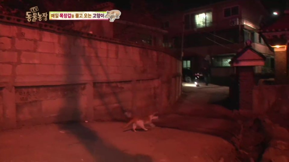 [동물농장] 매일 장갑 물어오는 고양이 (사랑스러움주의/스압주의) | 인스티즈