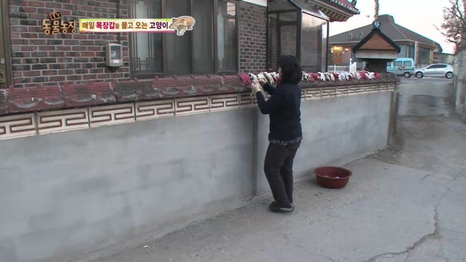 [동물농장] 매일 장갑 물어오는 고양이 (사랑스러움주의/스압주의) | 인스티즈