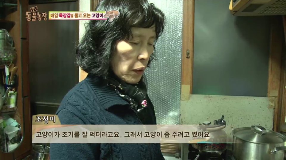 [동물농장] 매일 장갑 물어오는 고양이 (사랑스러움주의/스압주의) | 인스티즈